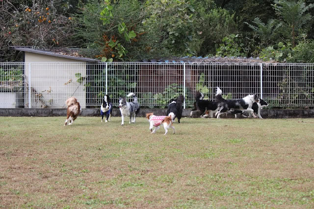 広々としたスペースで複数の犬が走り回っています。.