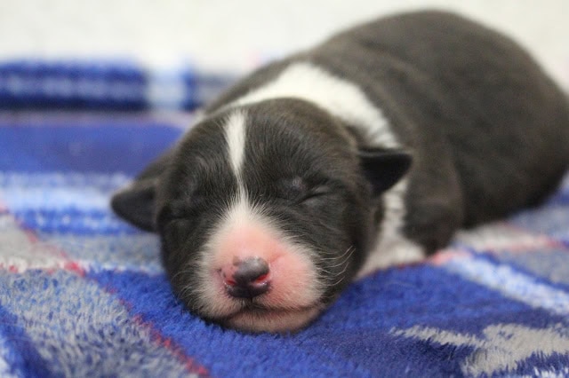 子犬が毛布の上で眠っている様子.