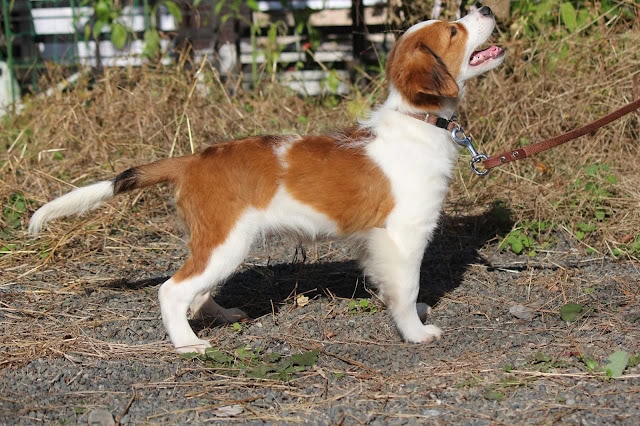 小さなビーグル犬がリードにつながれて外を散歩している写真.