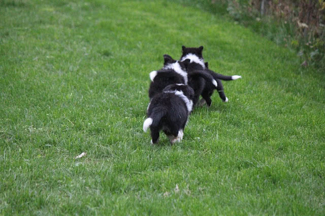 子犬たちが芝生の上で遊んでいる様子.