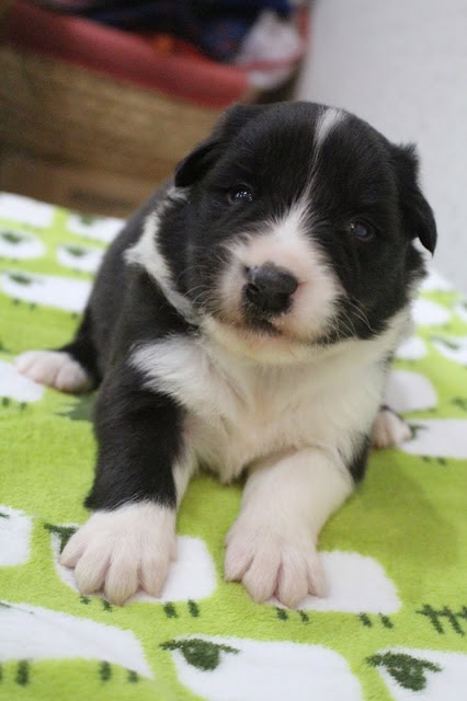 黒白の子犬が寝そべっている姿.