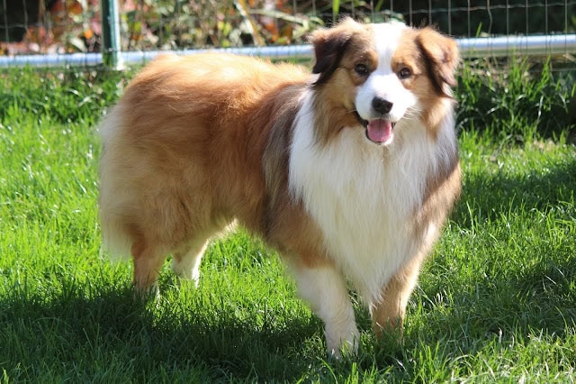 愛らしいコリー犬が緑の芝生の上に立つ姿。.