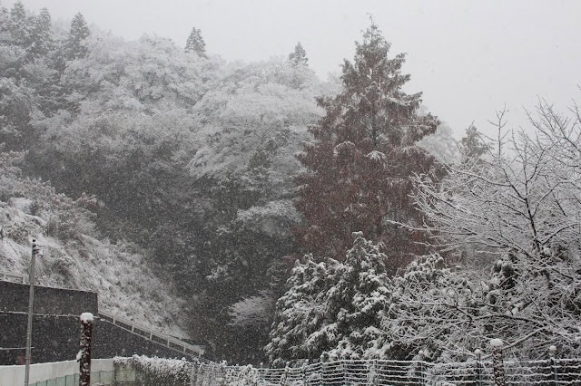 雪に覆われた木々と山の風景.