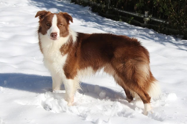 雪の中の可愛い犬の子犬の写真です。.