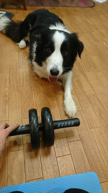 犬がダンベルの前で座っている様子.