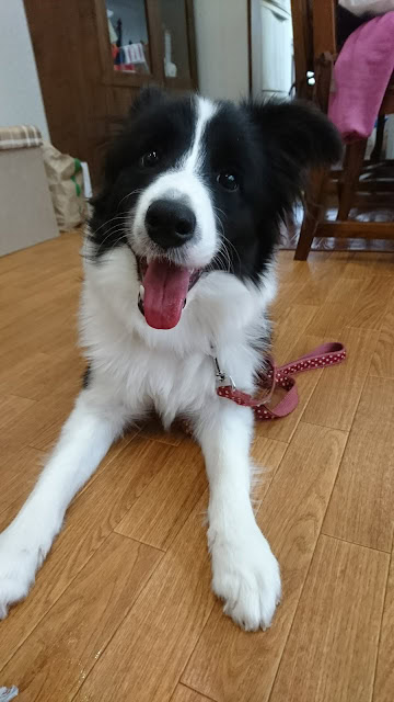 笑顔のひまわりちゃん、室内で座っている写真.