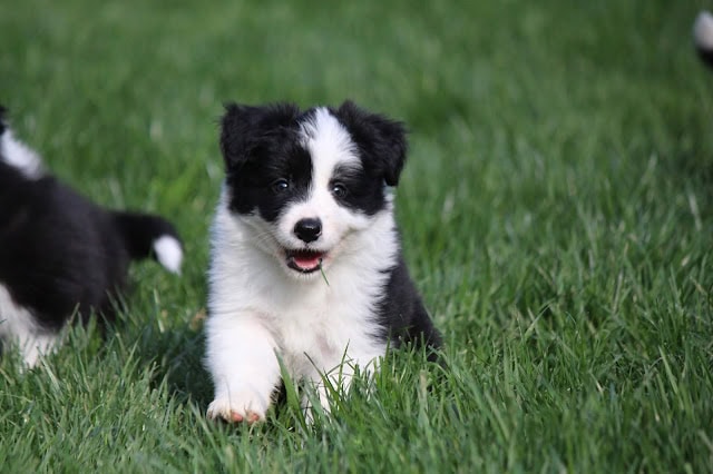 犬の子犬のかわいい表情とふわふわの毛並みが魅力的です。.