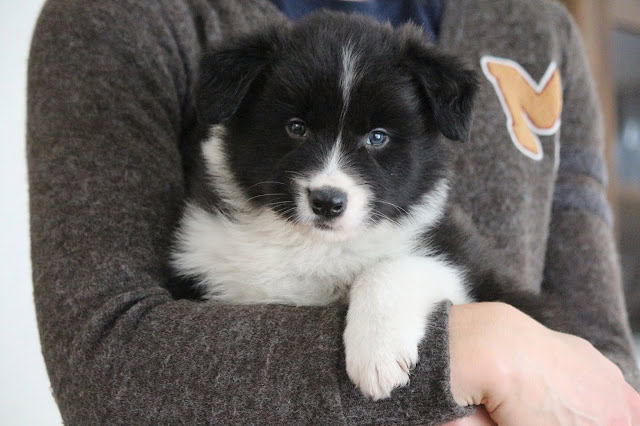 子犬を抱く人の腕と胸に収まる愛らしい子犬の画像.