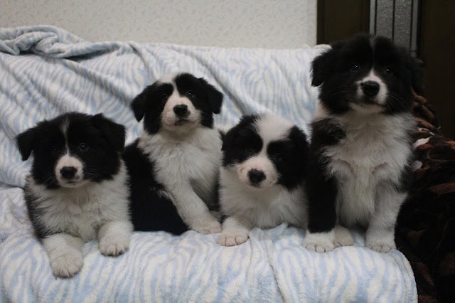 子犬たちが並んで座る愛らしい瞬間を捉えた画像です。.