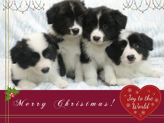クリスマスの背景に並ぶ4匹のかわいい子犬たち.