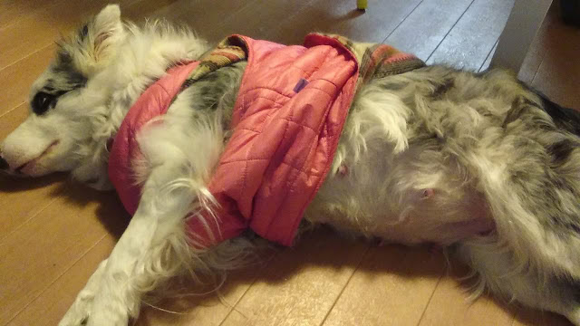 猫が床に横たわり、くつろいでいる様子.