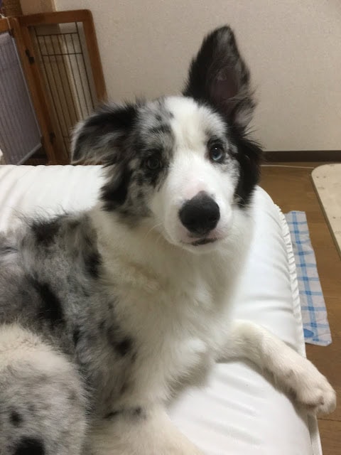 子犬がソファに座っている写真.