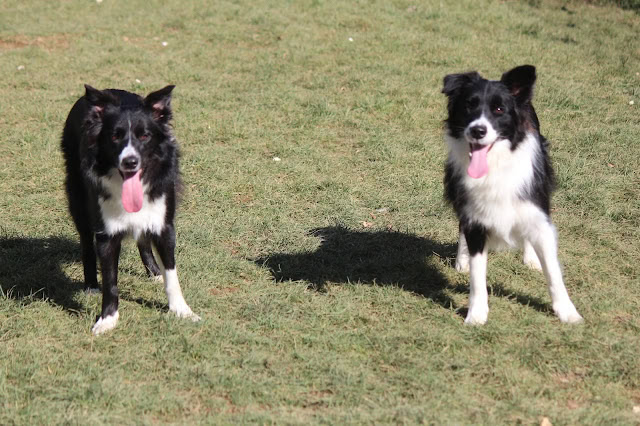 犬のペアが芝生の上で遊んでいます。.