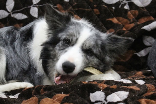 柴犬の子犬が毛布の上で遊んでいる様子。かわいらしい表情とふわふわの毛並みが魅力的です。.