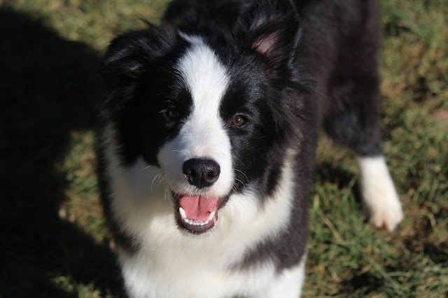明るい自然の中で遊ぶ犬の姿を捉えています。.