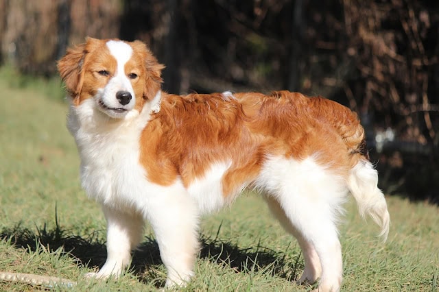 犬の全身像、緑の草原に立つ犬の写真.