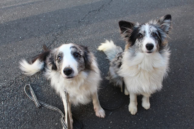 兄妹の犬が並んで座っている写真.