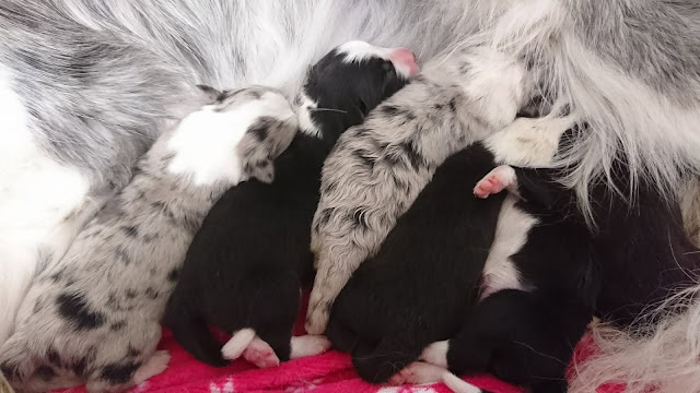 ボーダーコリーの子犬たちが母親のそばで眠る様子.