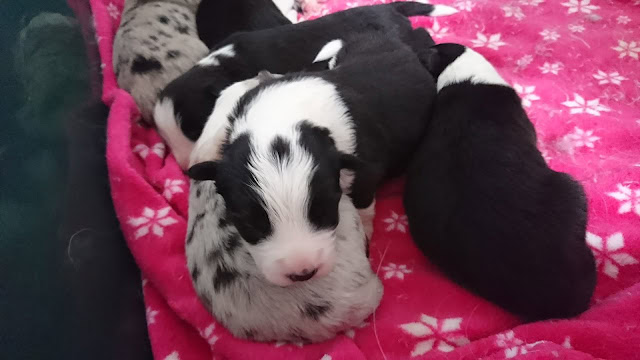 子犬たちのかわいい天使のような姿を紹介します。.