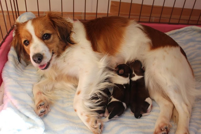 赤ちゃん犬と母犬のトビーの写真.