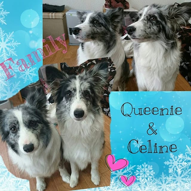 親子犬の集合写真、仲良く並ぶ4匹の犬たち。.