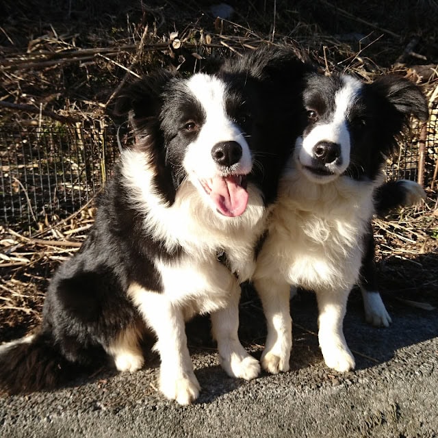 子犬たちが外で遊びながら楽しそうにしています。.