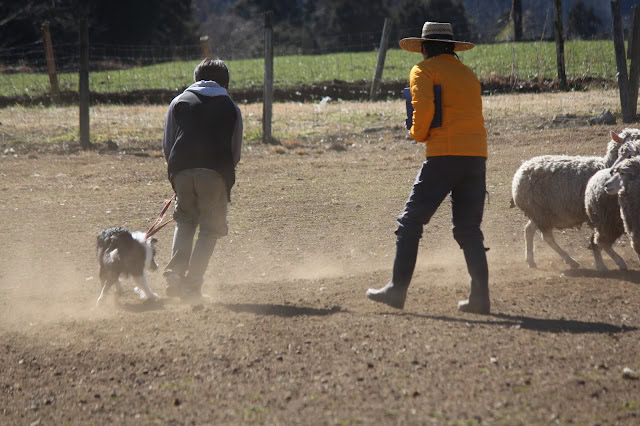牧羊犬と子供たちが一緒に羊を見守る様子.