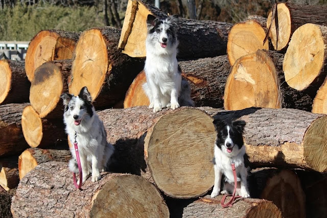 子犬たちが木の上に座っている様子を捉えた画像です。.