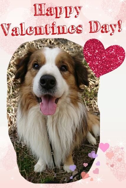 バレンタインデーの愛らしい犬の写真とハートのデザイン。.