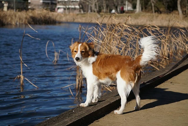 川辺に立つかわいい犬の写真.