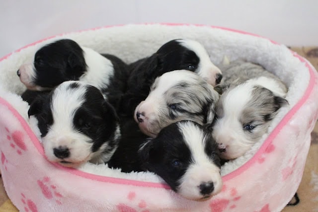 子犬たちがふわふわのベッドで眠っています。.