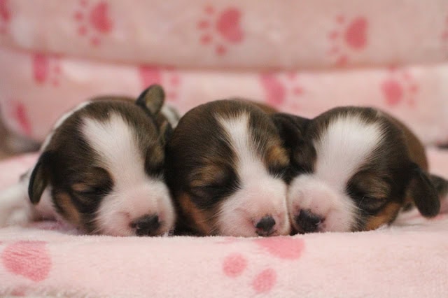 子犬が仲良く並んで眠る様子.