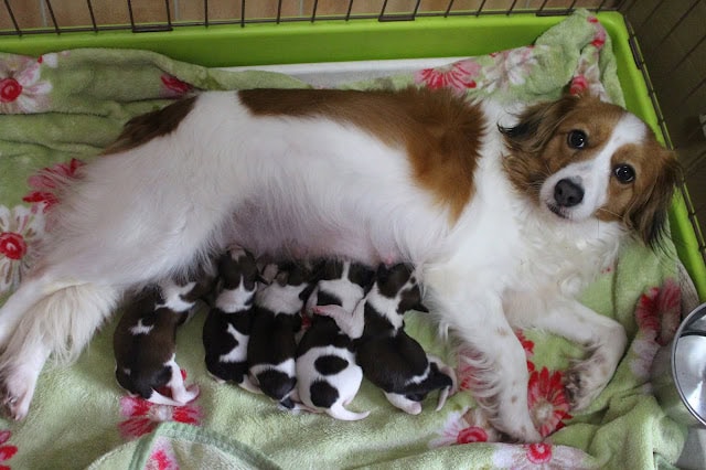母犬と子犬たちの幸せな瞬間.