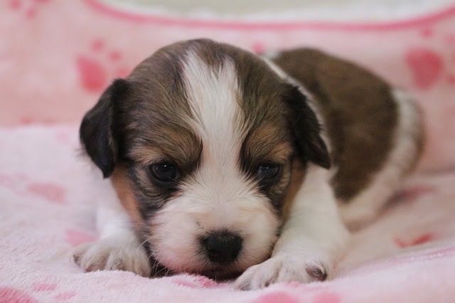 生後20日の子犬のアップ写真.