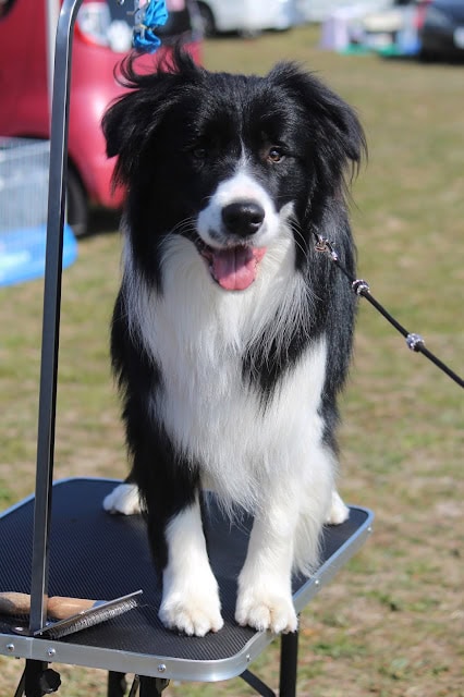 愛らしい黒白の犬が笑顔でカメラを見つめている。.