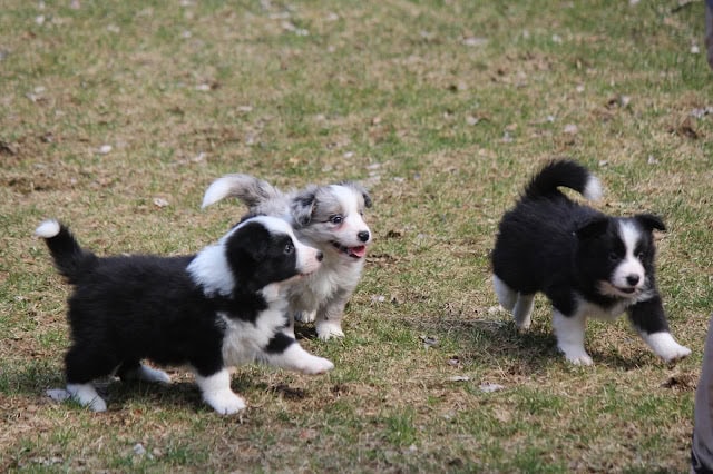 子犬の三匹が草原で遊んでいる様子.