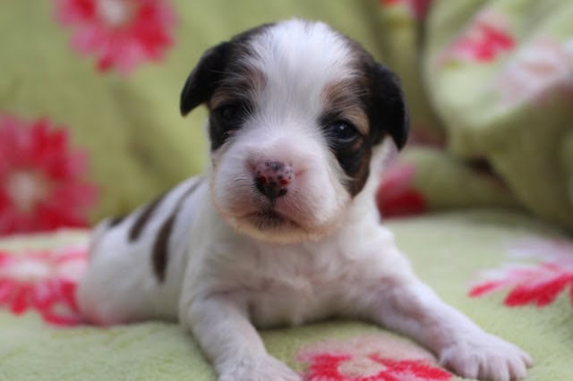 子犬のかわいい顔と大きな目のアップ写真.