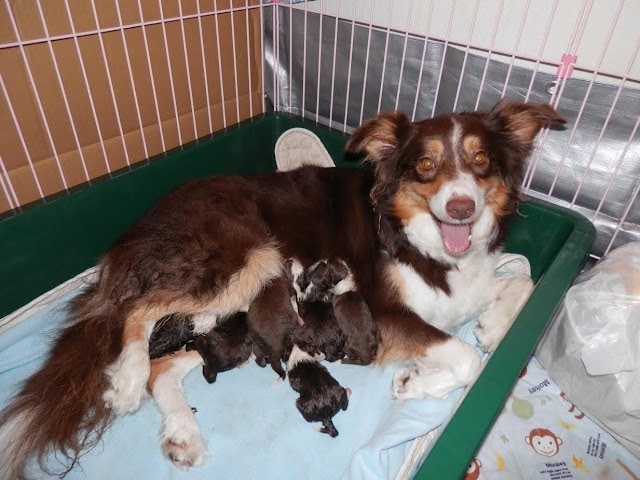 母犬と子犬たちがケージで休んでいる様子.