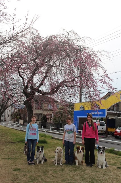 桜の木の下で散歩する女性と犬のグループの写真.