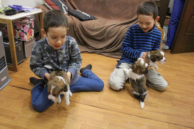 子供たちが子犬と遊んでいる様子を捉えた写真です。.