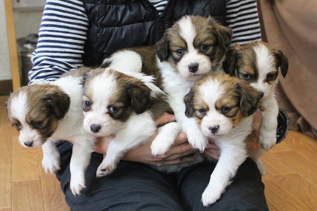 子犬のかわいい子犬たちが抱かれています.