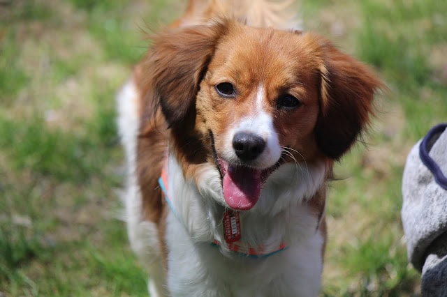 犬のかわいい子犬の写真です。.