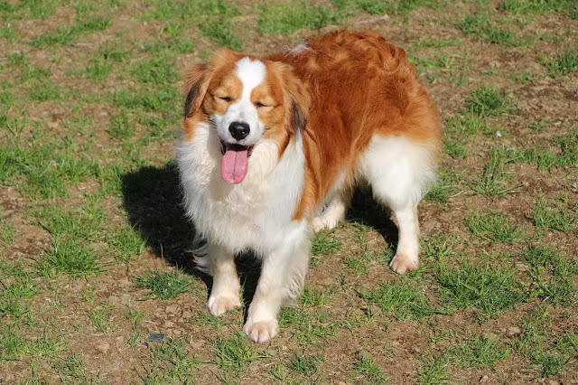 愛らしいボーダーコリーの子犬が広いフィールドで遊んでいます。.