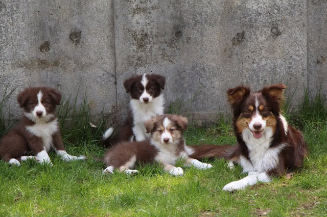 子犬たちが芝生の上で遊んでいます。.