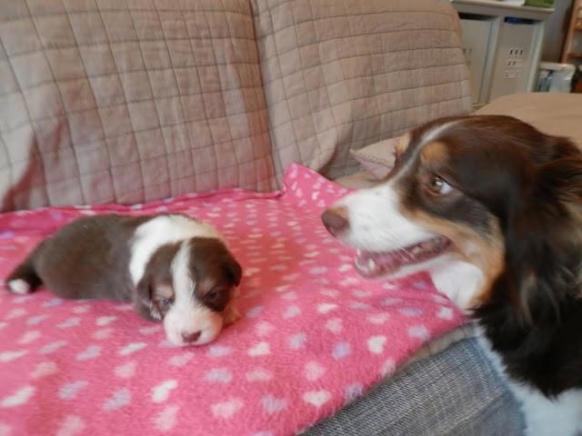 親子の犬がソファの上で遊んでいる写真.