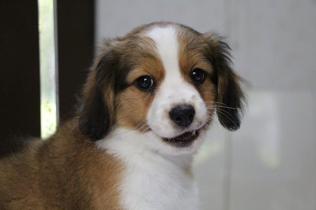 子犬のロミーくんのアップ写真、優しい表情.