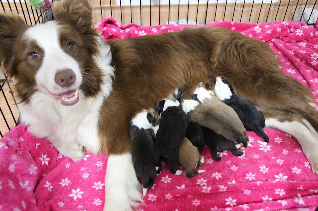 母犬と生まれたての子犬たちのかわいい写真です。.