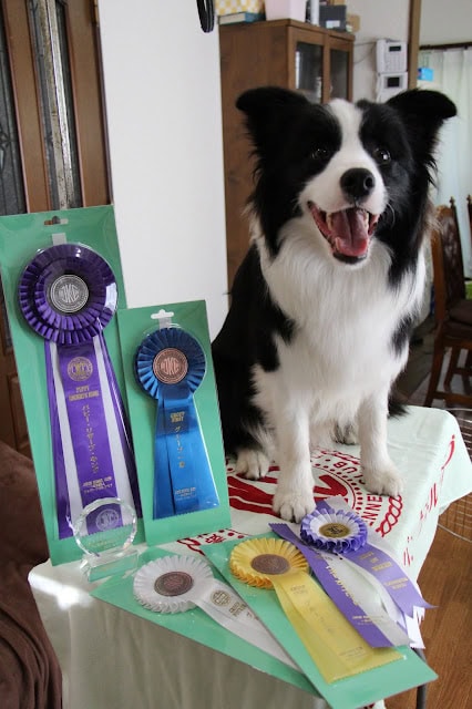犬が賞状とリボンを持つ表彰台に立つ.