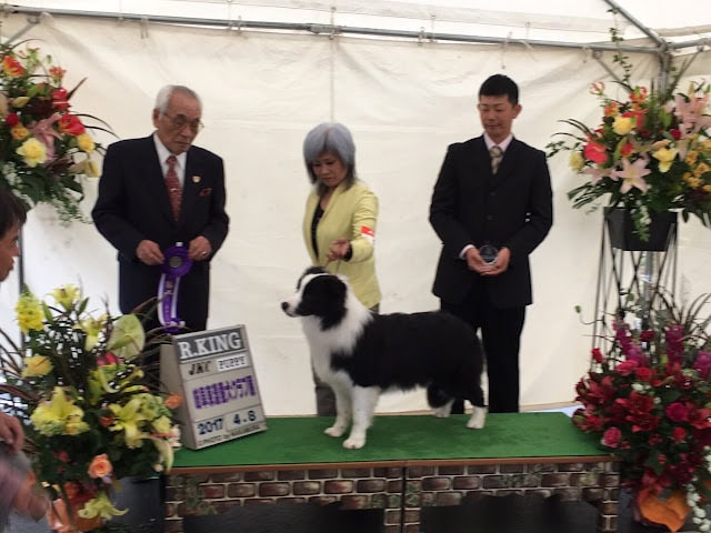 犬のドッグショーで表彰されるシェルティの子犬と審査員.