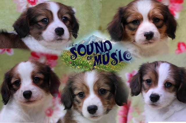 子犬たちのかわいい写真と音楽のテーマ.